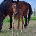 New Filly (fb) from Father Patrick and Armonia CR (Love You)